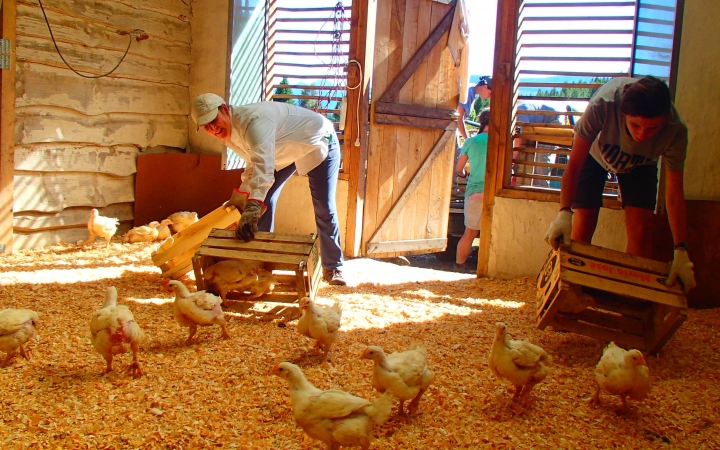 A group of people tend to chickens in a chicken coop while on a service project. 